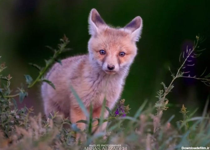 یک روباه معمولی با چشم‌های زیبا در طبیعت ایران