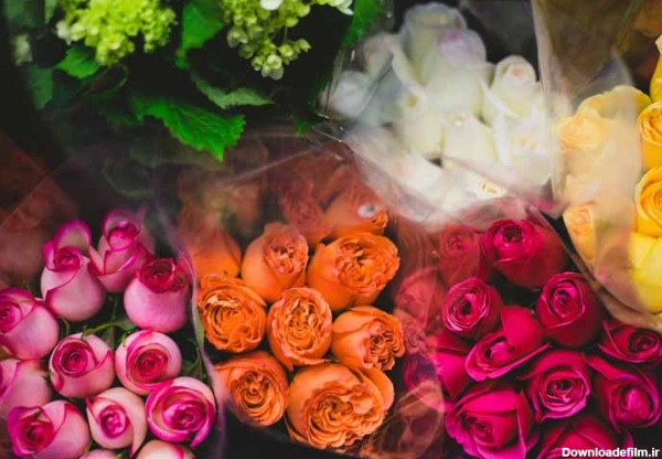 عکس دسته گل های رز هلندی