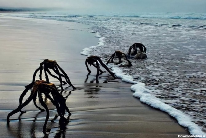 عکس‌های عجیبی از ساحل که مردم را وحشت‌زده کرد! - تابناک | TABNAK
