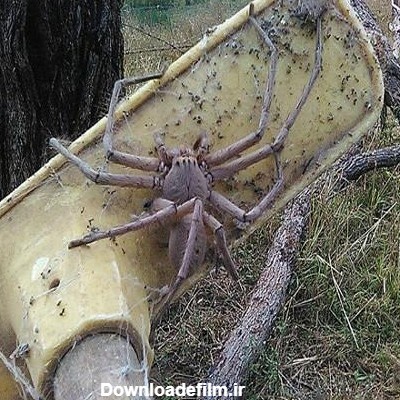 غول آسا ترین عنکبوت در دنیا (+عکس)