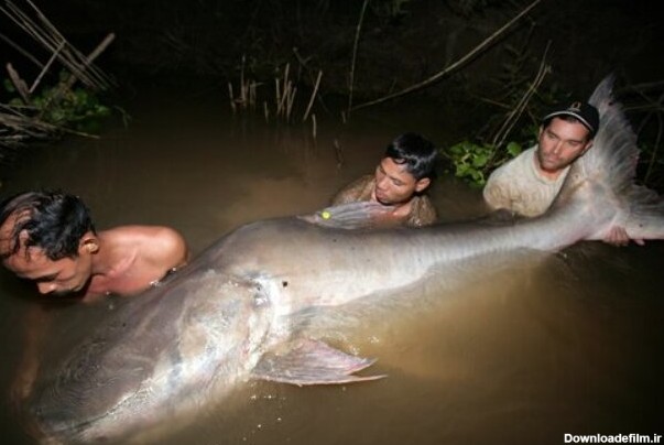 شکار غول‌ماهی ۴ متری در تایلند/ عکس