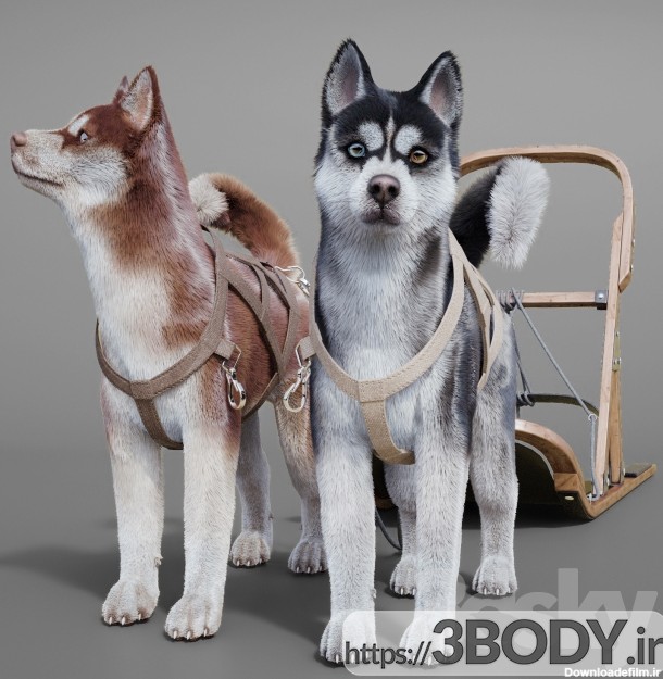 جزییات محصول آبجکت سه بعدی سگ هاسکی