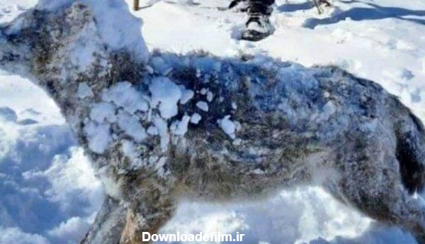 گرگ ایرانی در اراک یخ زد / شوکه می شوید + عکس باورنکردنی