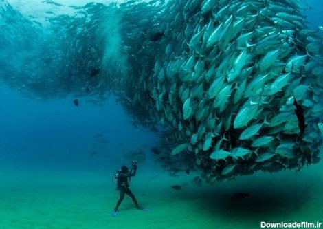 Noandish.com::: تصاویر فوق العاده از «گردباد ماهی» در اعماق دریا