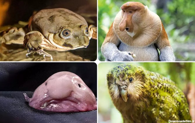 فرارو | عکس‌های زشت‌ترین حیوانات جهان را ببینید