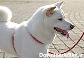 شیبا (سگ) - ویکی‌پدیا، دانشنامهٔ آزاد