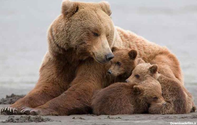 سیلاب یک توله خرس را از مادرش جدا کرد +عکس