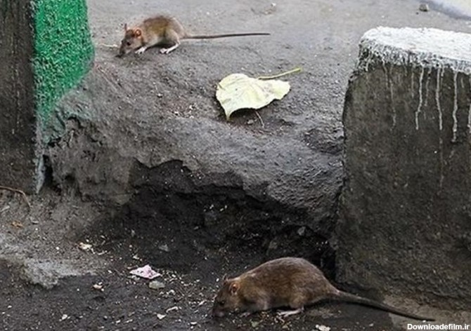 تزریق فوم به لانه، روش جدید مبارزه با موش های تهران - تسنیم