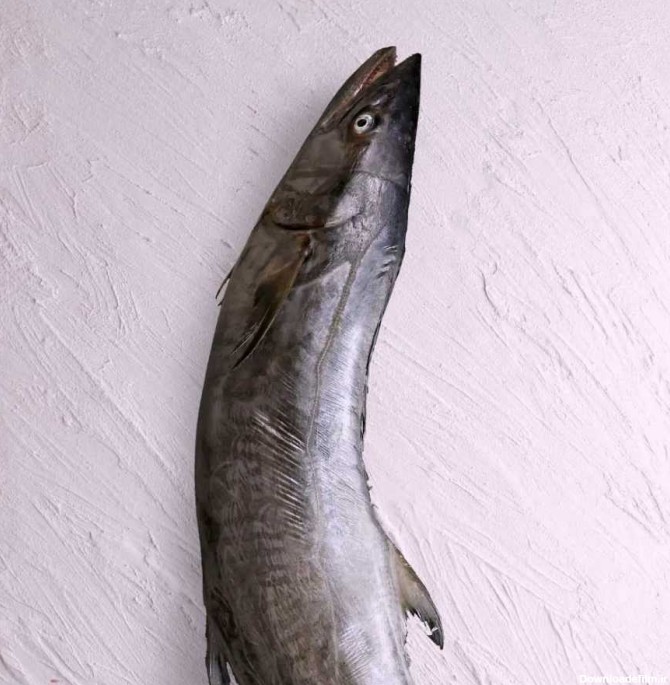ماهی قباد جنوب