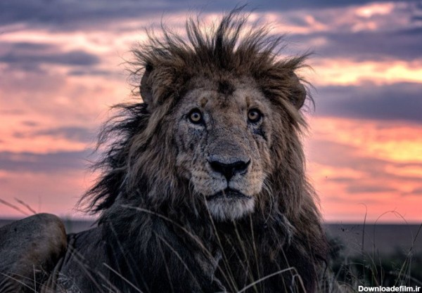 پیرترین شیر جهان توسط یک عکاس شکار شد+ تصاویر | خبرگزاری فارس