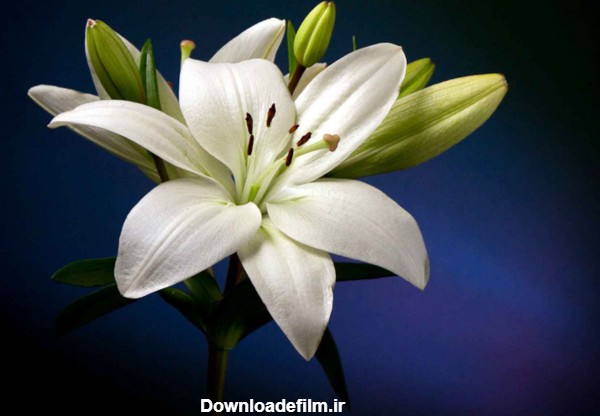 زیباترین عکس های گل لیلیوم lily white hd pictures