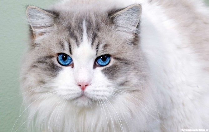 گربه زیبا با چشمان آبی