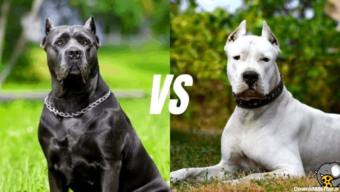 فیلم | سگ دوگو آرژانتینی در مقابل کین کورسو - جنگ سگ ها ...