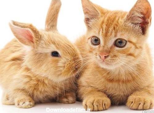 عکس گربه و خرگوش - عکس نودی