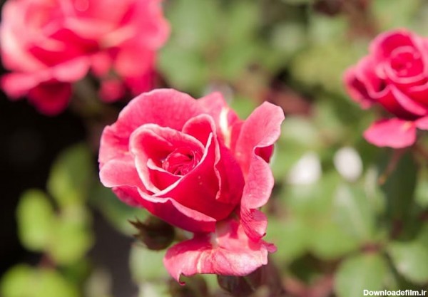 گل رز مینیاتوری ، از جمله گونه های کوچک گل رز