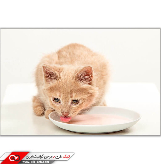 تصویر باکیفیت گربه در حال خوردن شیر