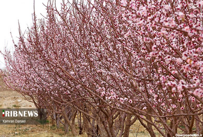 مشرق نیوز - عکس/ شکوفه‌های زیبای بهاری در یزد