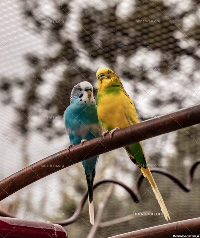 عکس با کیفیت مرغ عشق آبی و زرد - نمایشگاه هنر ایران