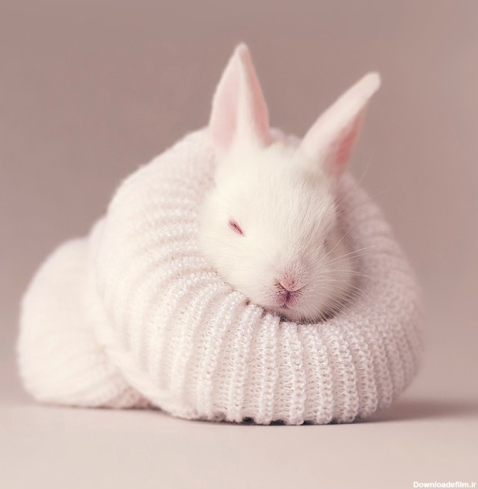 عکس بچه خرگوش سفید در کلاه با کیفیت بالا | حیوانات | فایل آوران