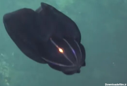 شکار یک موجود عجیب بیگانه در اعماق اقیانوس/ عکس - خبرآنلاین