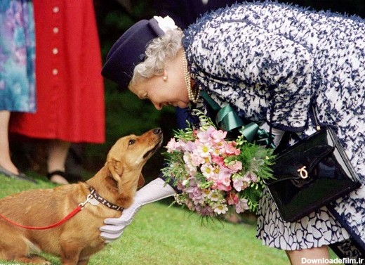 ملکه انگلیس و سگ‌های مورد علاقه‌اش