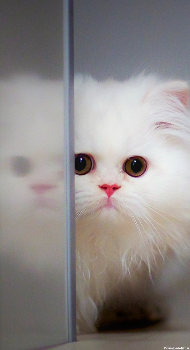 عکس زمینه بچه گربه سفید ناز بامزه 4K پس زمینه | والپیپر گرام