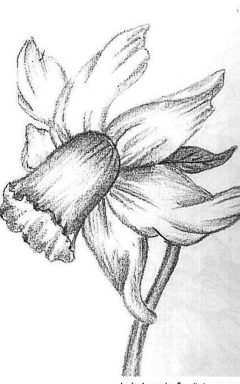عکس گل سیاه قلم ساده