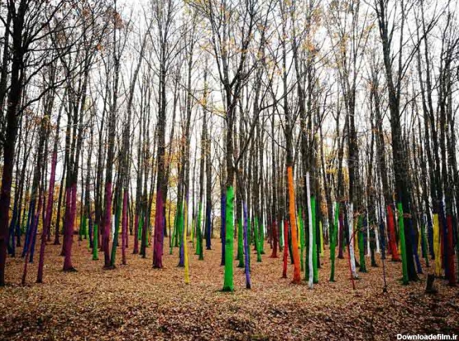 تصویر جنگل با درختان رنگی