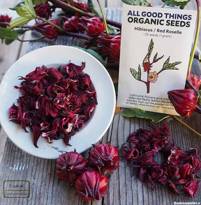 بذر چای ترش قرمز -رزچینی (Hibiscus sabdariffa)-گلس گاردن