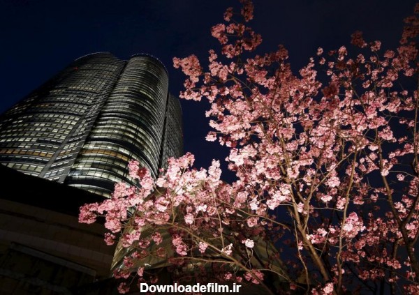 مشرق - عکس/ شب‌های بهاری توکیو - صاحب‌خبر