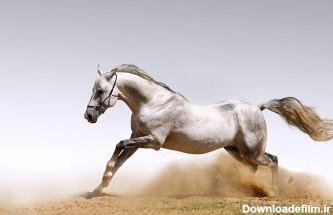 عکس اسب زیبای در حال یورتمه