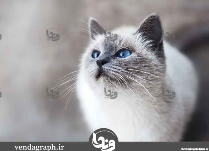 تصویر گربه چشم آبی | وندا گراف