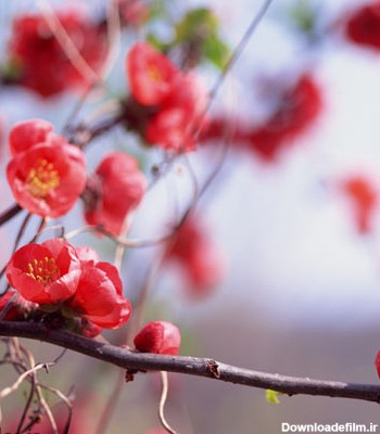 عکس با کیفیت از درخت با شکوفه های زیبای بهاری با فرمت jpg