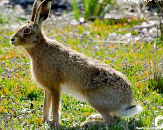 خانواده خرگوش ها|خرگوشهای ایران|