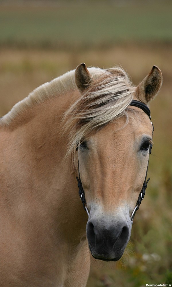 عکس اسب زیبای قهوه ای - مسترگراف
