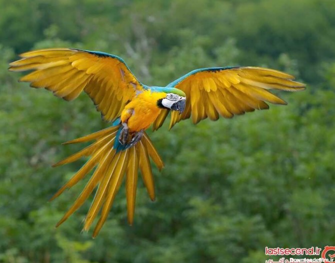زیباترین طوطی های جهان به رنگارنگی طبیعت! + عکس | لست‌سکند