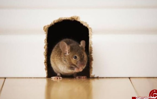 ترفند‌هایی برای مبارزه با موش در خانه - تابناک | TABNAK