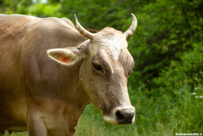 گاو در خواب : تعبیر دیدن خواب گاو و گوساله چیست ؟