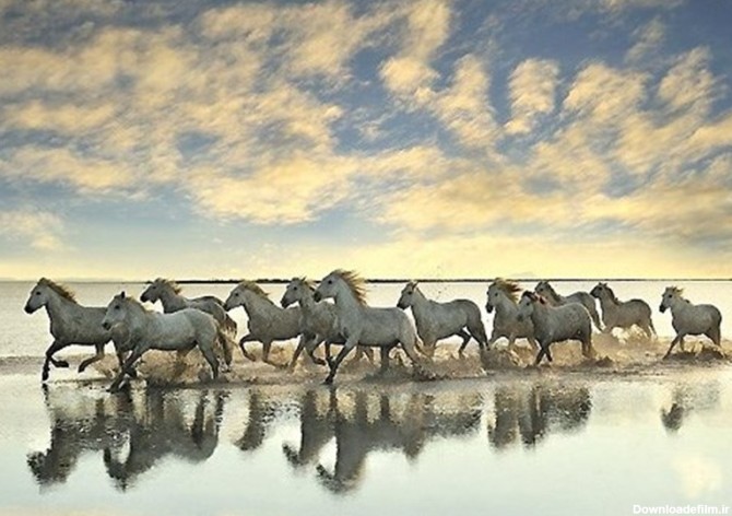 تصاویر اسب های سفید وحشی در فرانسه - تسنیم