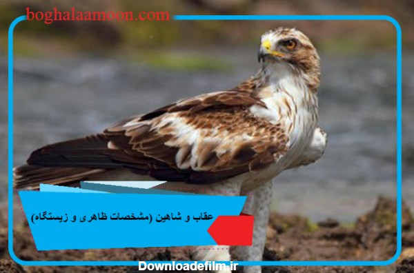 عقاب و شاهین (مشخصات ظاهری و زیستگاه) - مرجع تخصصی حیوانات