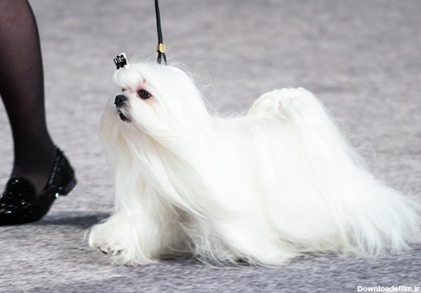مشخصات کامل، قیمت و خرید نژاد سگ مالتیز (Maltese) | پت راید