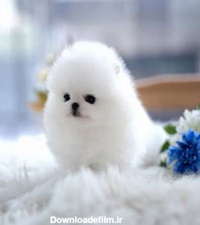 عکس سگ پاکوتاه پشمالو سفید