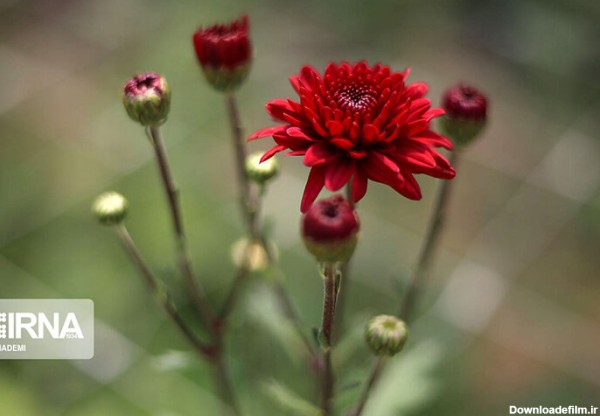 همشهری آنلاین - تصویر | شکوفایی‌ گل‌های زیبای بهاری