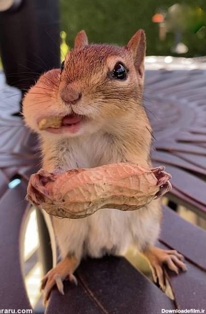 سنجاب‌ها با دهان پر از آجیل! (+عکس)