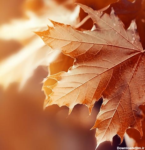 دانلود عکس با کیفیت از برگ های زیبا پاییزی خشک شده 9811040 ...