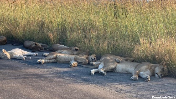 عکس های دیدنی از شیرهای خوابیده در جاده / حمام آفتاب سلطان جنگل