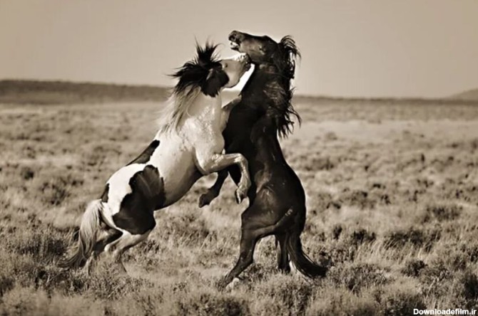 عکس | تصاویر چشم گیر از اسب‌های وحشی در دل طبیعت - خبرآنلاین