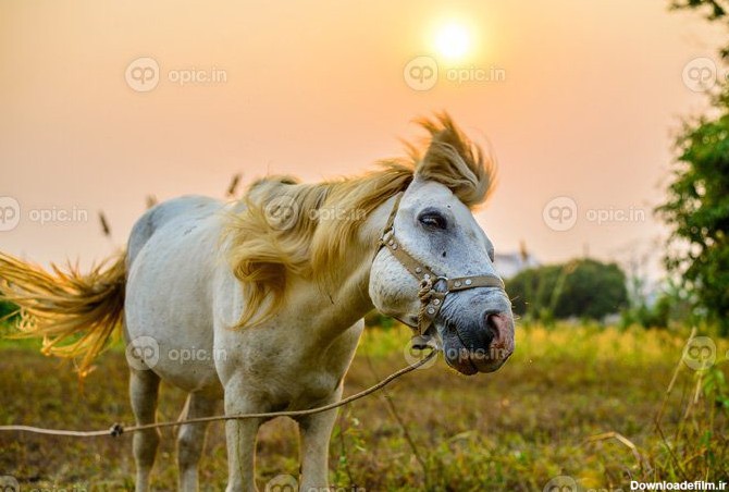 دانلود عکس حرکت اسب سفید در هنگام غروب آفتاب | اوپیک