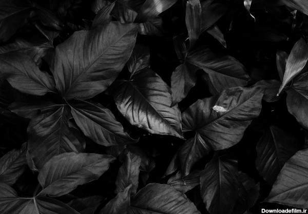 عکس زمینه برگ های سیاه پس زمینه | والپیپر گرام