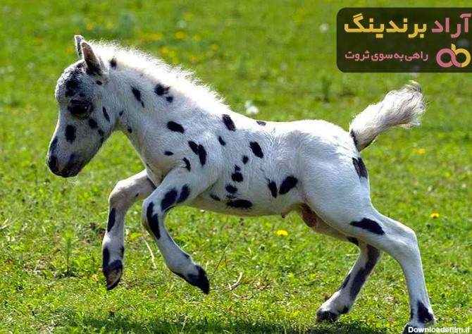 قیمت اسب پونی 2 نژاد پاکوتاه، ایرانی + پرورش - آراد برندینگ